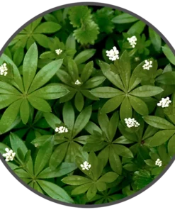 BotR – 10ml – Woodruff 0 mg/ml